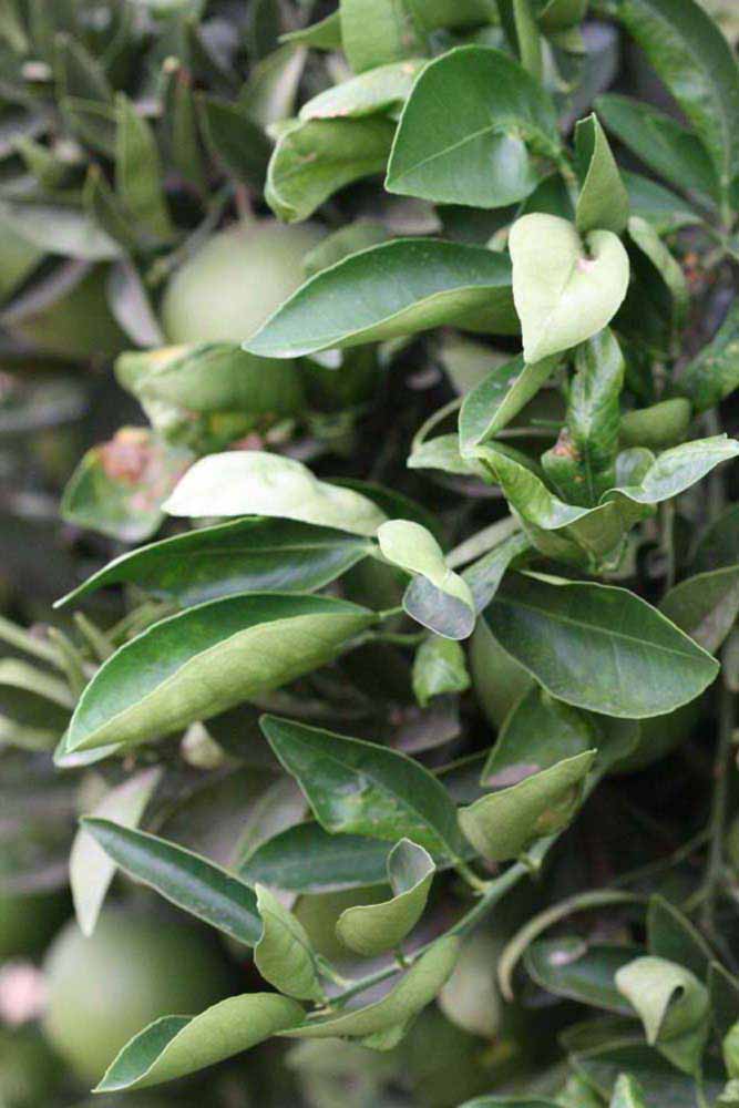              Sun leaves (Riverside, CA)       